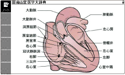 ｢心臓」図表示画面